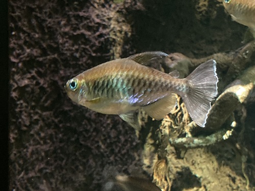 Congo Tetra