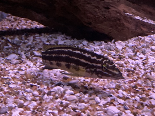 Convict julie (Julidochromis regani) — Cichlidae — 3