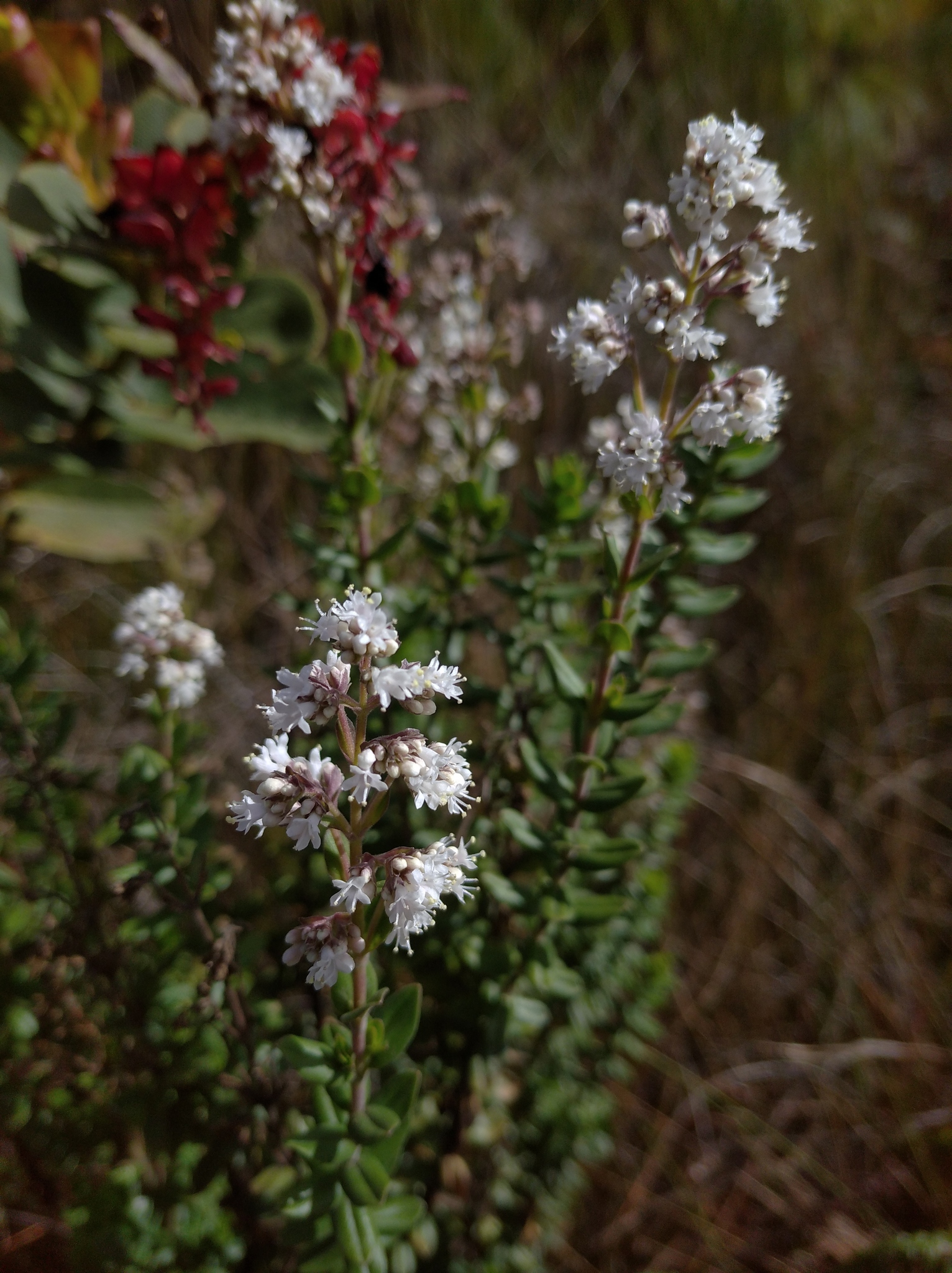 Valeriana microphylla image