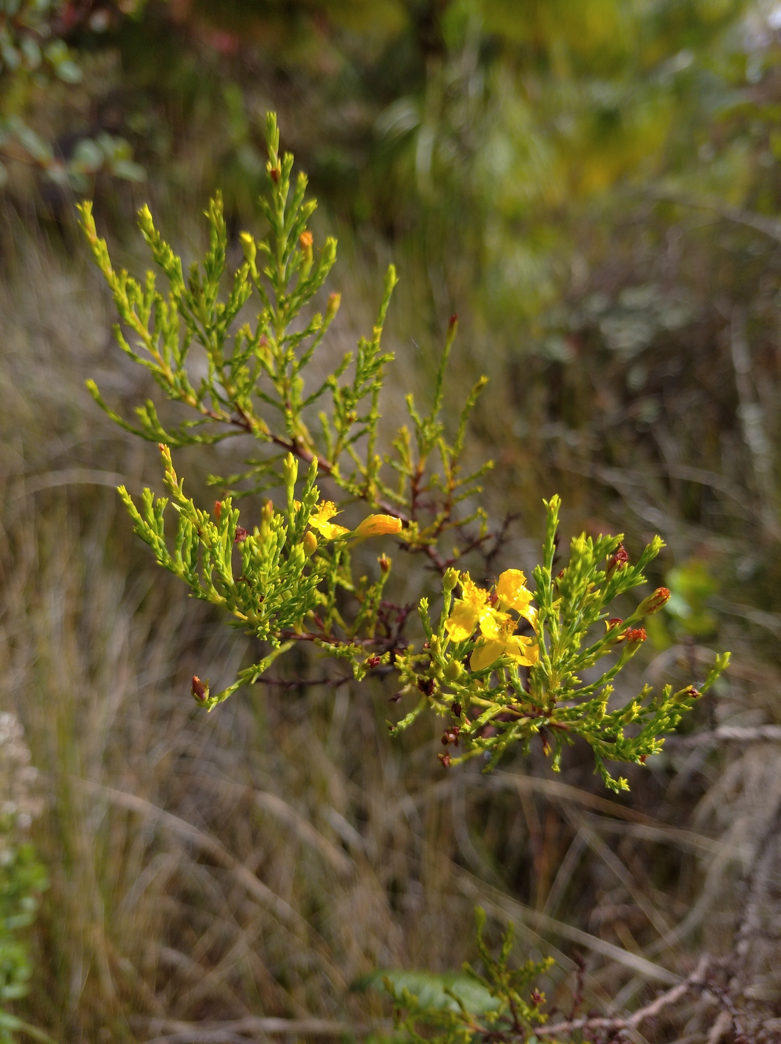 Hypericum laricifolium image