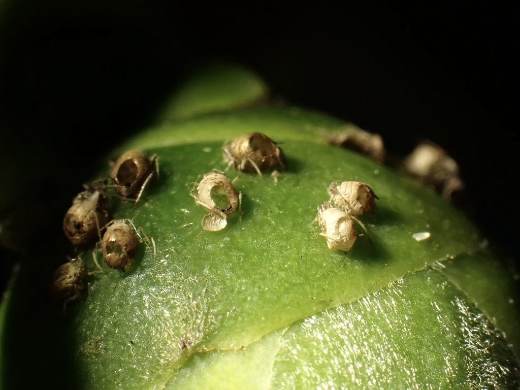 Lipolexis