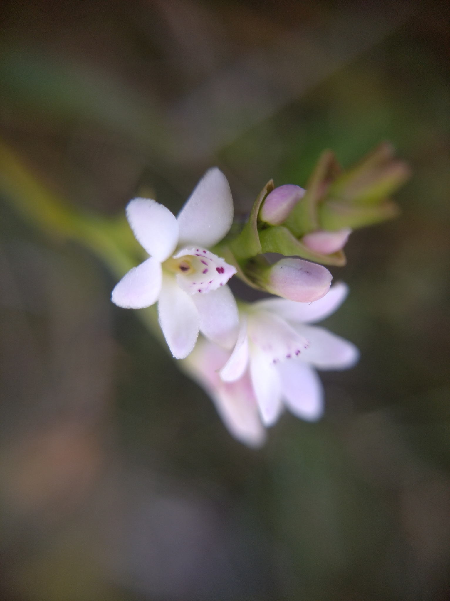 Epidendrum fimbriatum image