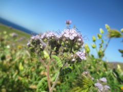 Phacelia floribunda