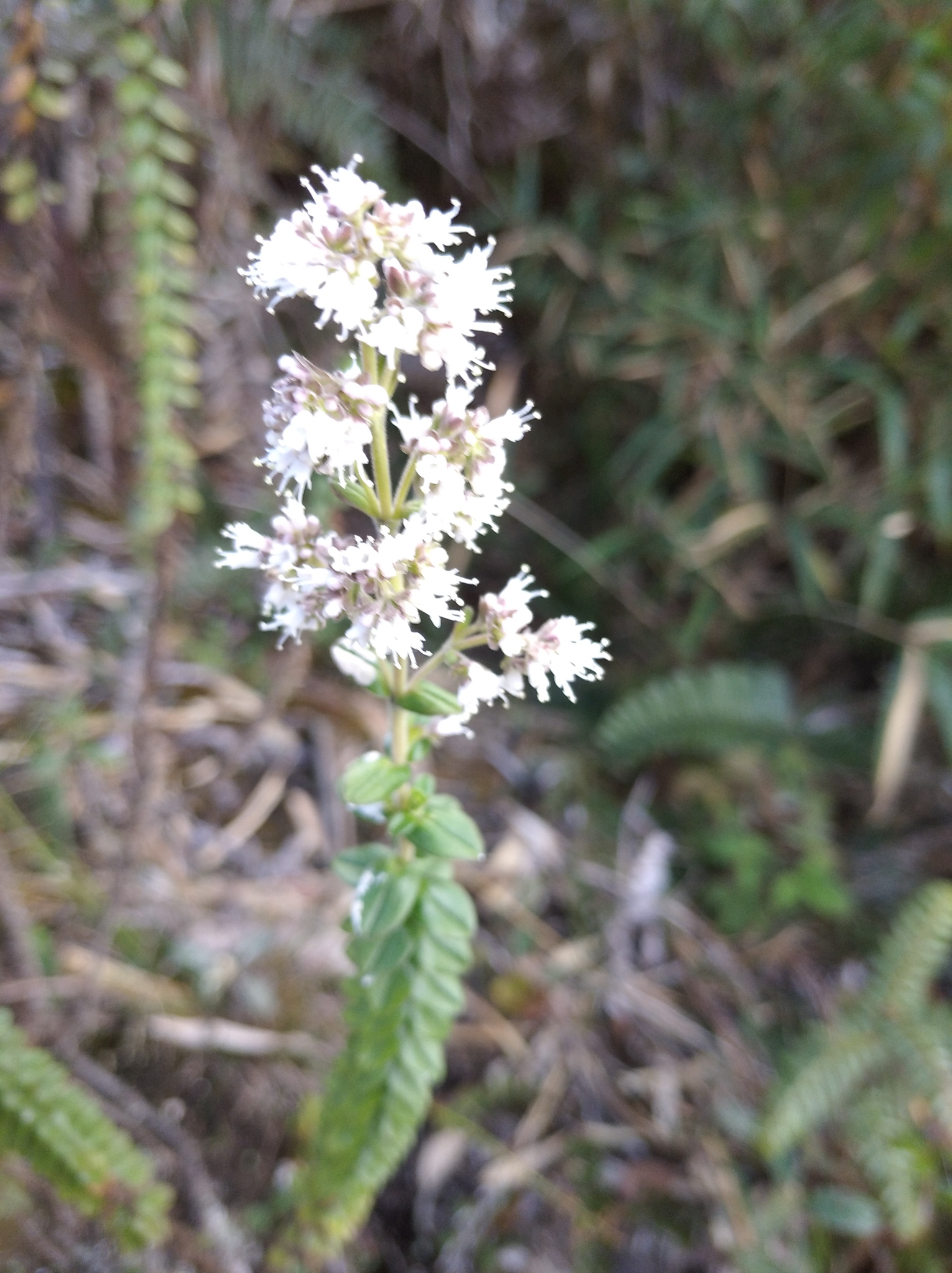 Valeriana image