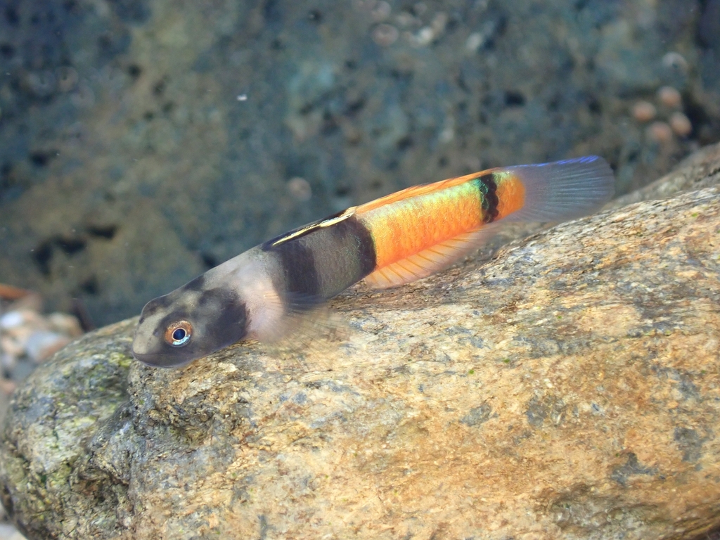 Lagoon goby (Sicyopus zosterophorus) — Gobiidae