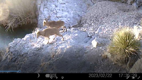 Aoudad