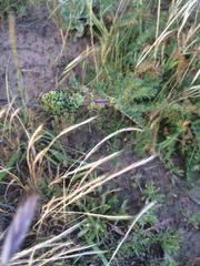 Acaena pinnatifida californica