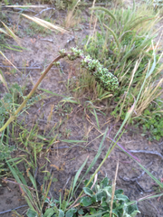 Acaena pinnatifida californica