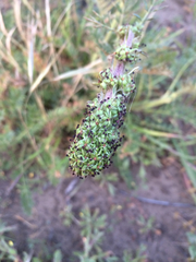 Acaena pinnatifida californica