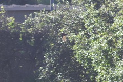 Stelgidopteryx serripennis