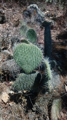 Opuntia hyptiacantha