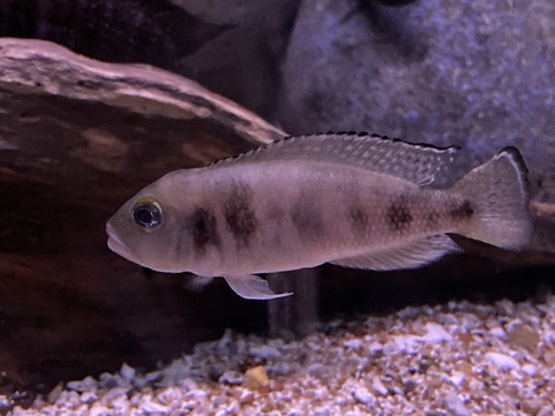 Schelpbewonende roofcichlide (Lepidiolamprologus hecqui) — Cichlidae
