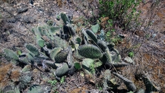 Opuntia hyptiacantha