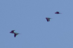 Psittacara mitratus