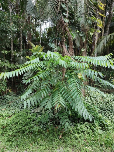 Cedar (Cedrela fissilis)