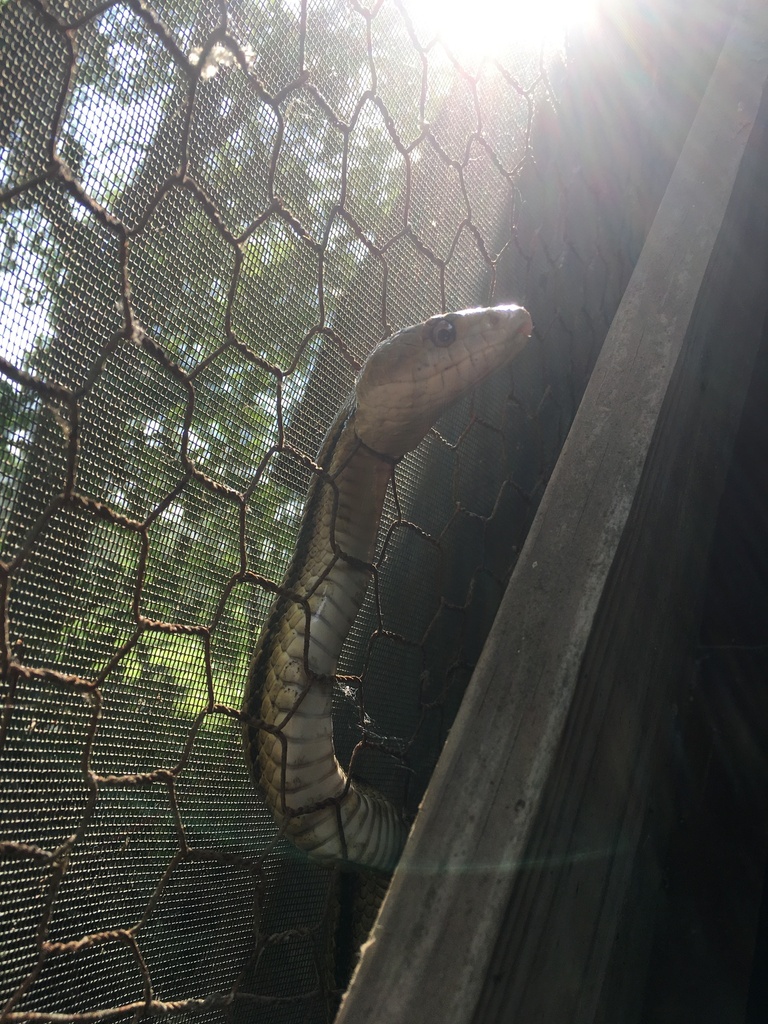 Eastern Ratsnake from Suburban Heights, Gainesville, FL, USA on April