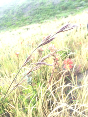Bromus maritimus