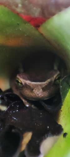 Porto Alegre Golden-eyed Treefrog, Trachycephalus mesophaeus