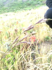 Bromus maritimus