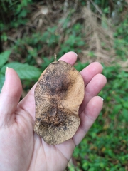 Platymiscium floribundum