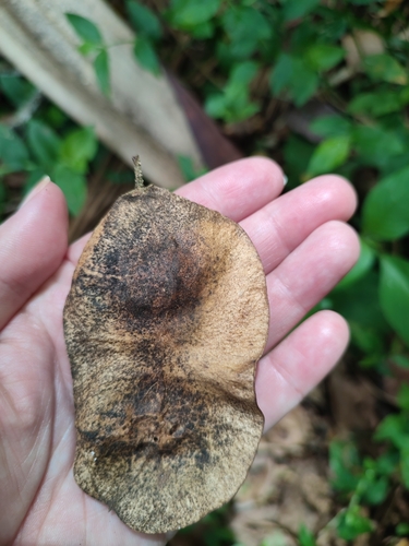 Platymiscium floribundum, photograph 2