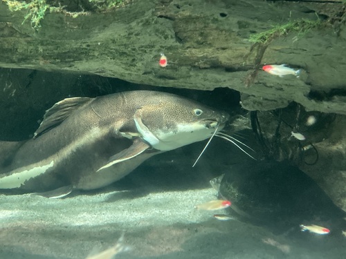 Red Tail Catfish