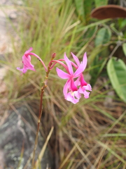 Epidendrum ibaguense