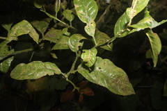 Citrus medica