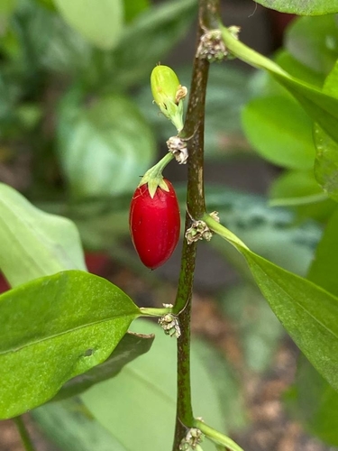 Erythroxylum novogranatense