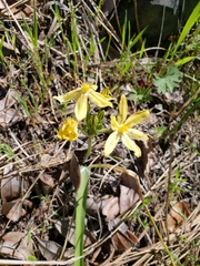 Triteleia ixioides scabra