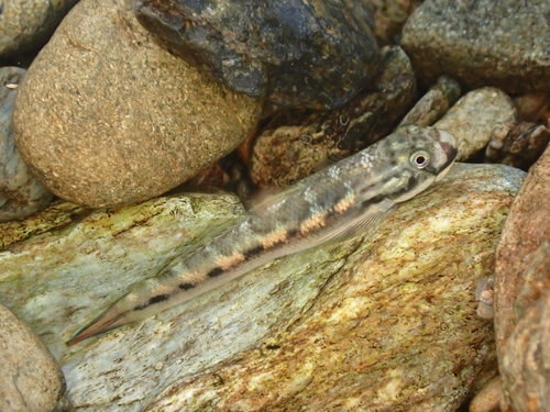 Bichique (Sicyopterus lagocephalus) — Gobiidae — 3