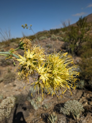 Agave cerulata