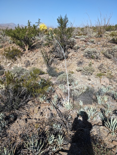 Agave cerulata