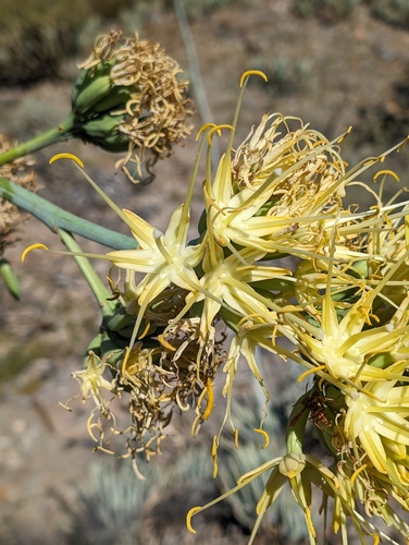 Agave cerulata