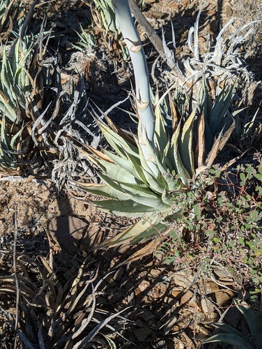 Agave cerulata