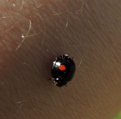 Chilocorus stigma