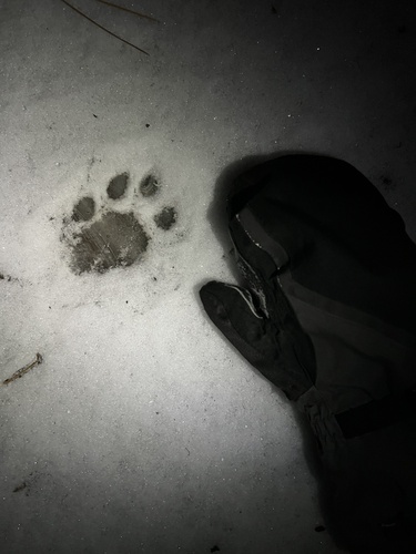 Mountain Lion photographed in Idaho