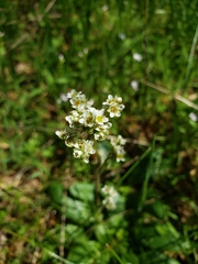 Micranthes integrifolia