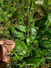 Micranthes integrifolia