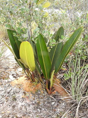 Philodendron callosum