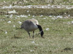 Branta canadensis