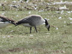 Branta canadensis