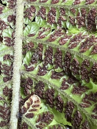 Deparia cataracticola