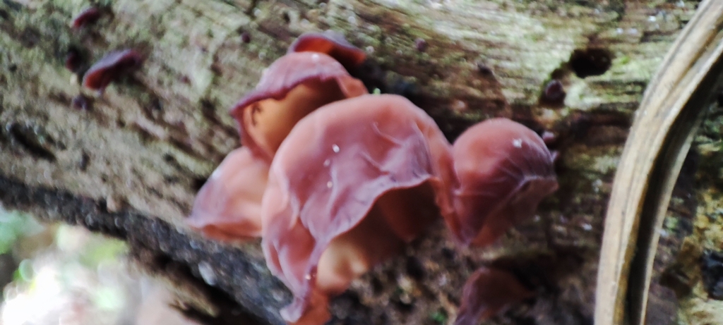 Auricularia fuscosuccinea · November 2023 · photo: © kyheco (iNaturalist, cc-by)