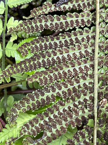 false spleenwort (Deparia cataracticola)