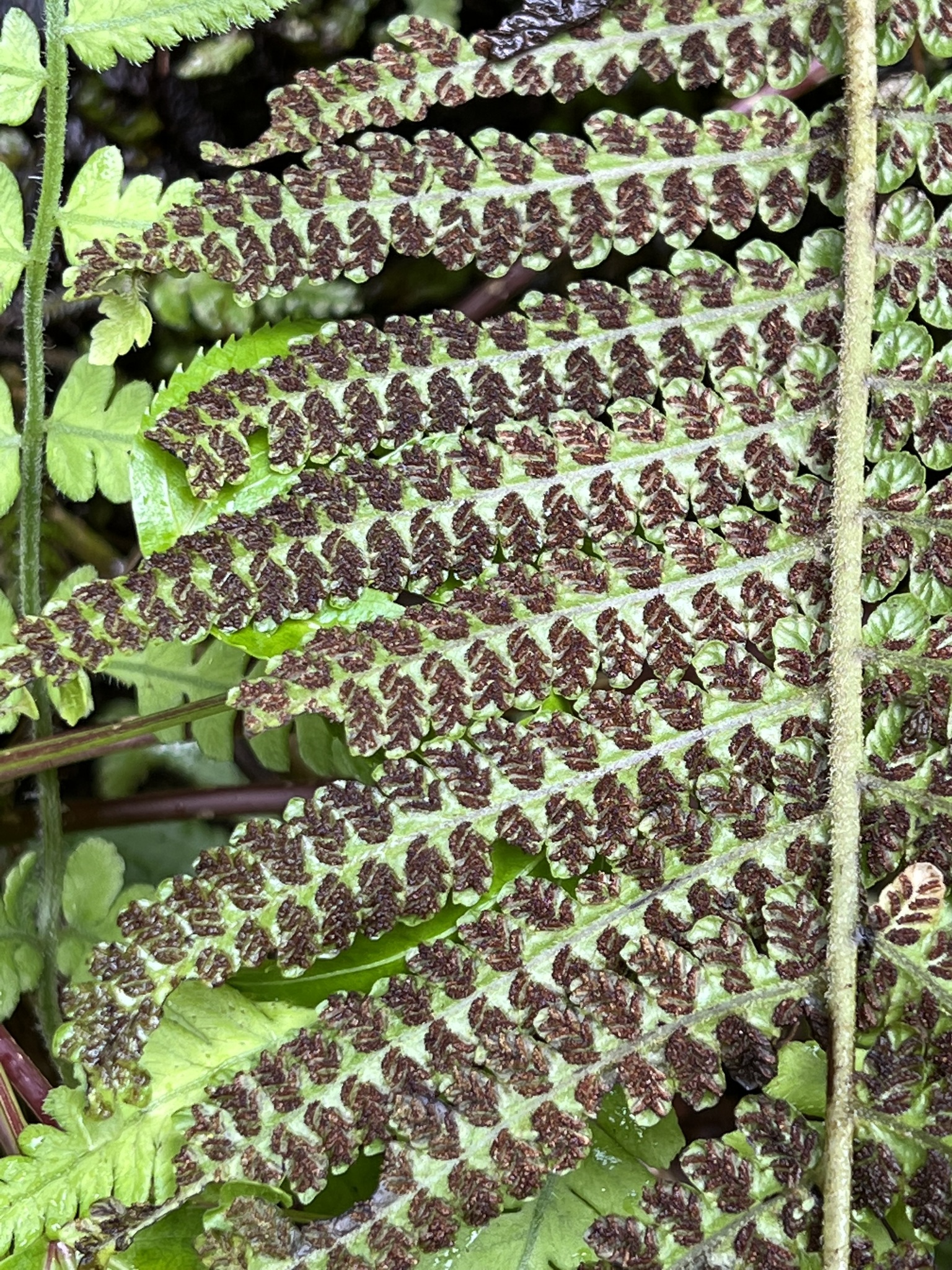 Deparia cataracticola