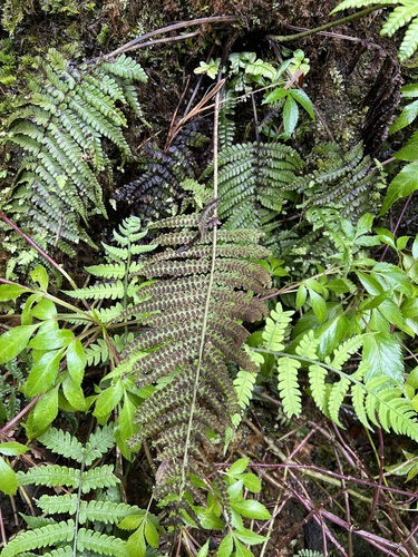 Deparia cataracticola