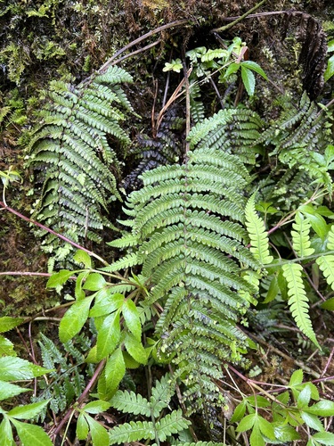 Deparia cataracticola