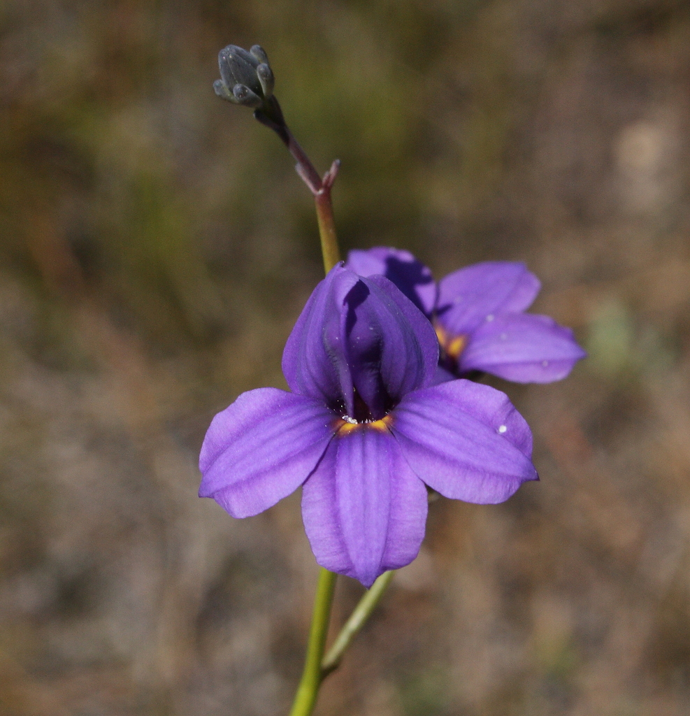 Goodenia pterygosperma