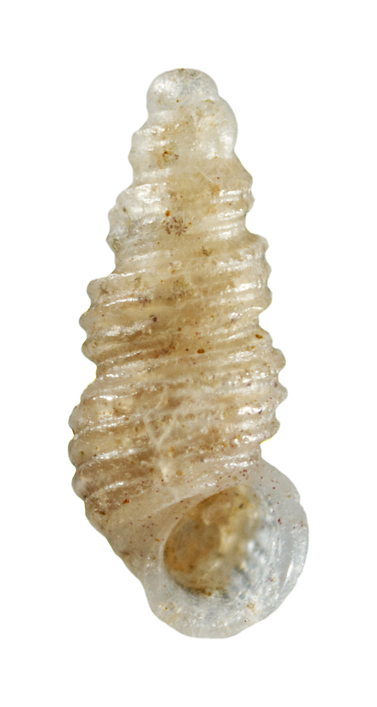Lironoba
